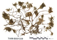 藏品(暖地大葉苔)的圖片